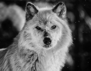 Gray Wolf - Portrait
