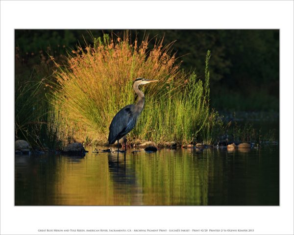 Great Blue Heron and Tule Reeds, American River, Sacramento, CA