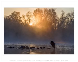 Great Blue Heron in Fog at Sunrise, American River, Sacramento, CA