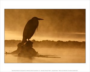 Great Blue Heron in Golden Fog, American River, Sacramento, CA