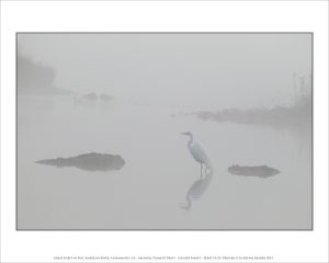 Great Egret in Fog, American River, Sacramento, CA
