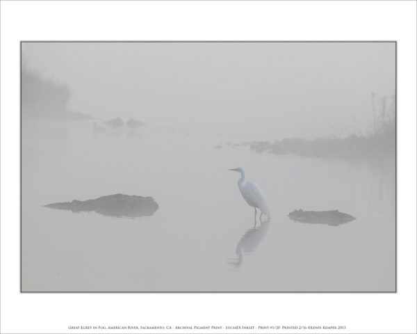 Great Egret in Fog, American River, Sacramento, CA