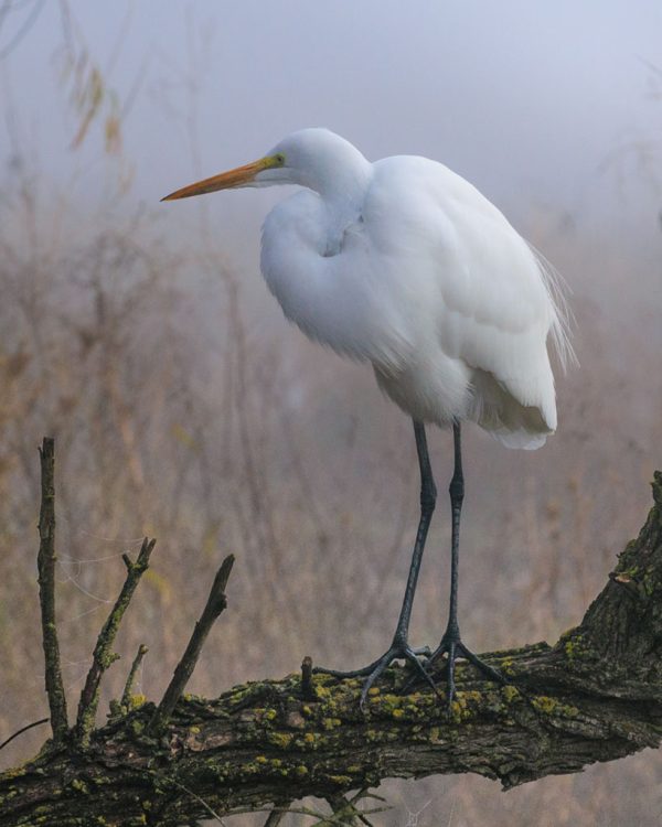Great Egret – Lake Solano 1