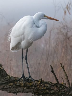 Great Egret - Lake Solano 2
