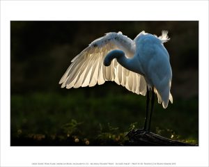 Great Egret, Wing Flare, American River, Sacramento, CA