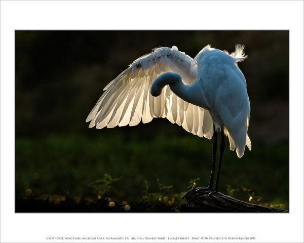 Great Egret, Wing Flare, American River, Sacramento, CA