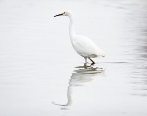 Great Egret