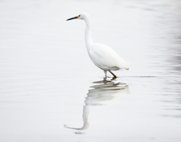 Great Egret