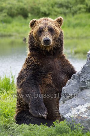 Grizzly