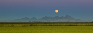 HARVEST MOON