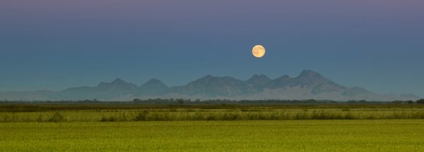 HARVEST MOON