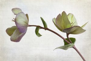Hellebores