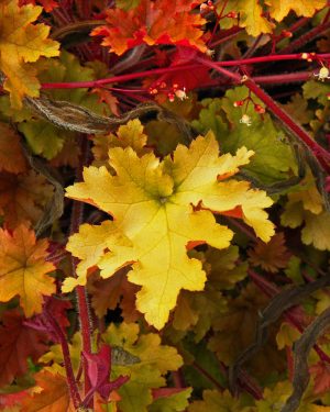 Heuchera Leaves