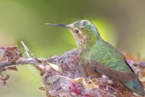 Hummingbird in Nest