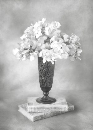 Hydrangea Study #1