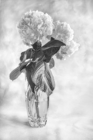 Hydrangea Study #2