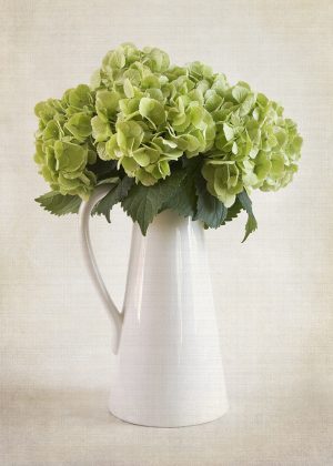 Hydrangeas in White Pitcher