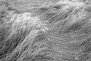 Iced Wave of Grass