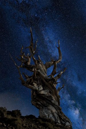 Iconic Bristlecone