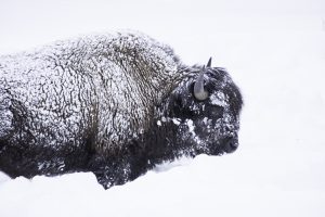 Icy Buffalo
