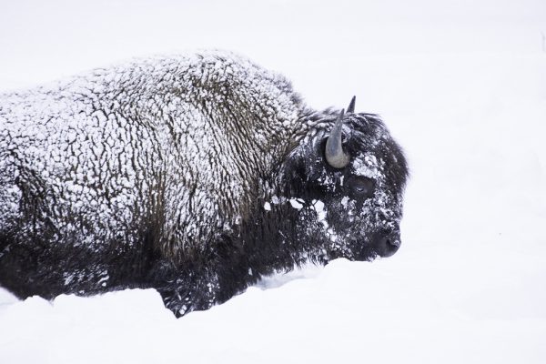 Icy Buffalo
