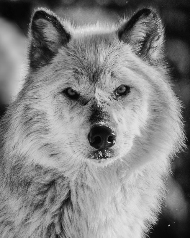 image-gray-wolf-portraita-16robert-floerke