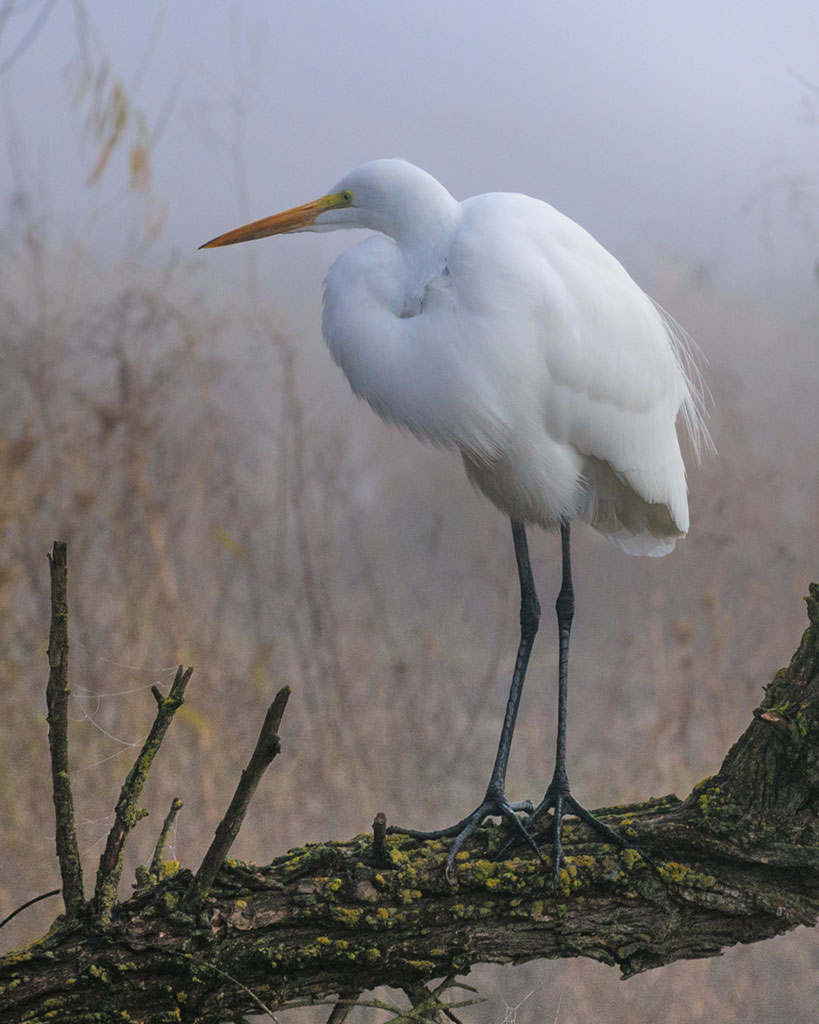 image-great-egret-lake-solanoa-28kevin-lee