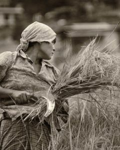 Woman in Rice Field Bhutan