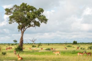 Impala Boy’s Club