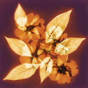 Impatiens #1