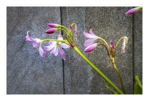 Iris and Granite
