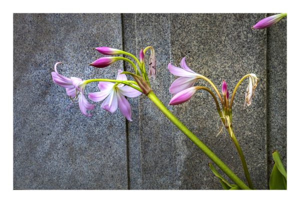 Iris and Granite
