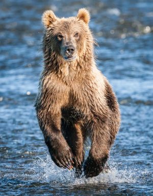 Kodiak Brown Bear