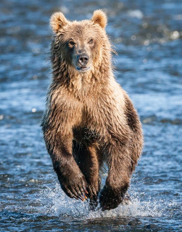 Kodiak Brown Bear