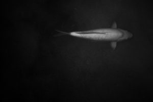 KOI LURKING