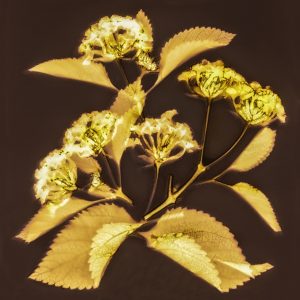 Lantana #1