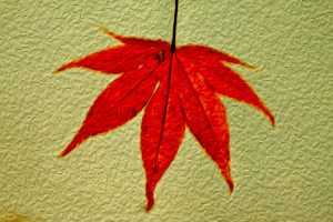 Leaf on Pool