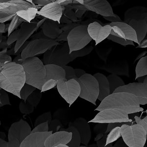 Leaves-Juneau Alaska