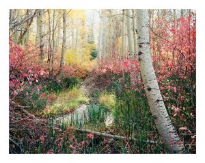 Lee Vining Creek Woods