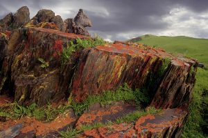 Lichen on Rocks-2