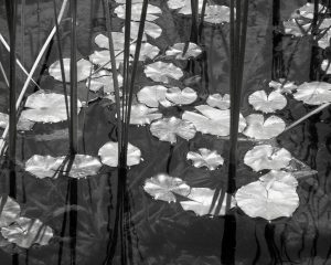 Lily Pads on the Pond