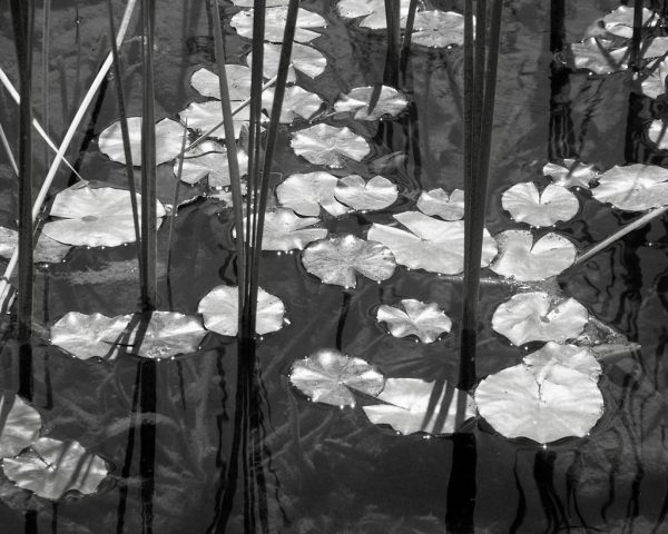 Lily Pads on the Pond