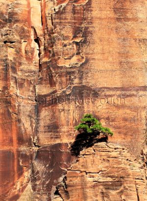Lone Tree on Sandstone Cliff, Zion National Park, Utah