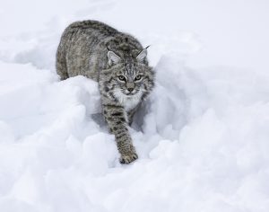 Lynx