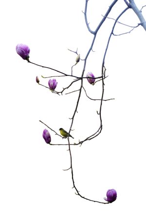 Magnolia & Goldfinch