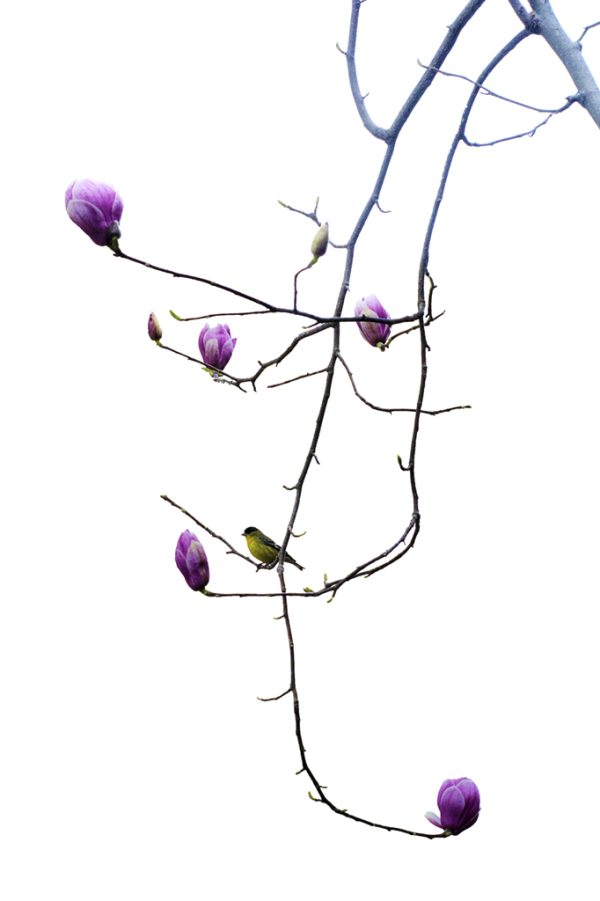 Magnolia & Goldfinch