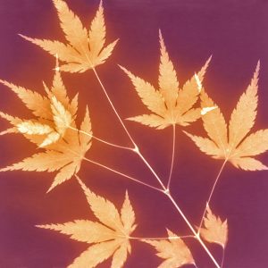Maple Leaves #1
