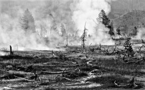 Meadow, Yellowstone NP