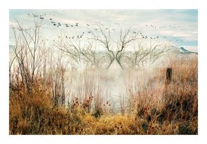 Migration