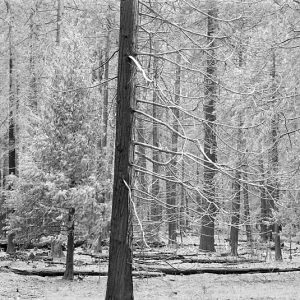 Mixed Yosemite Trees